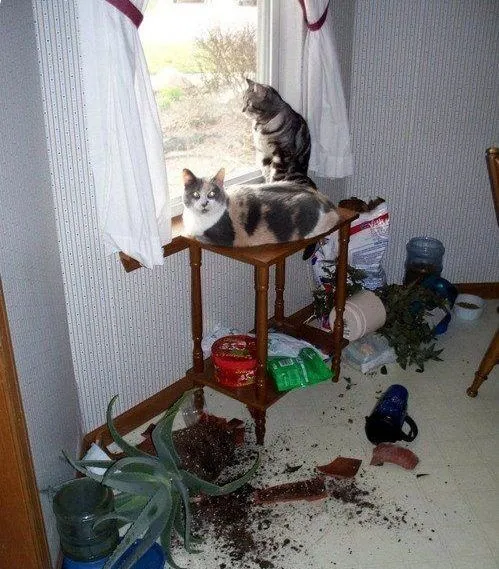 cat destroy things