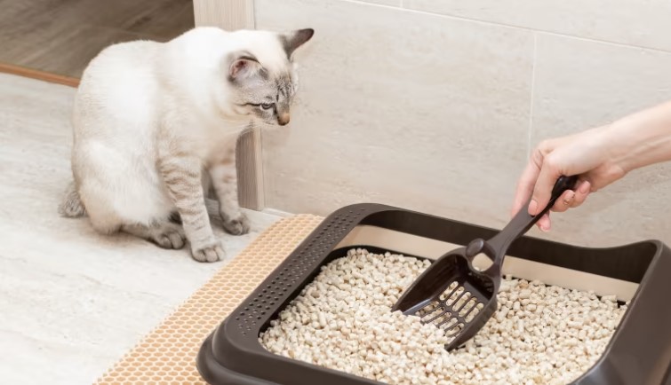 Cat litterbox training, comprehensive guides