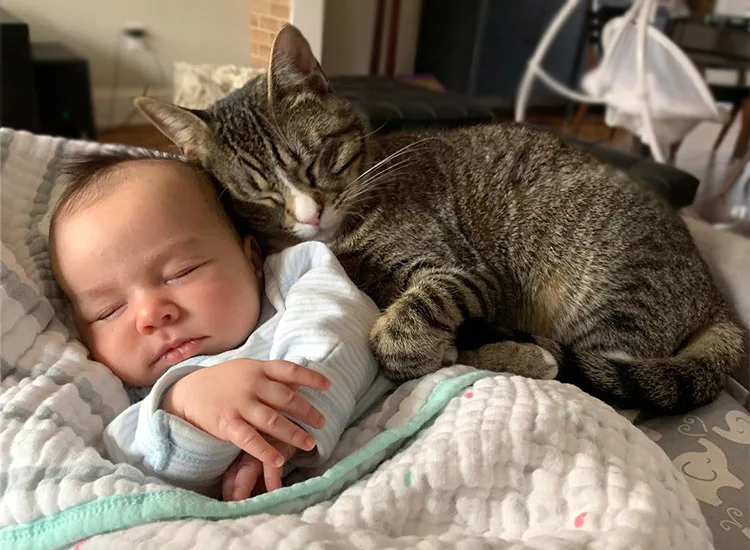 cat and babies