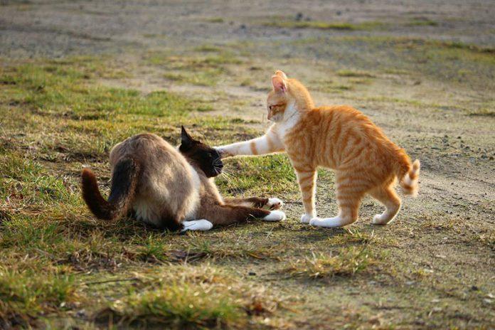 cat fight