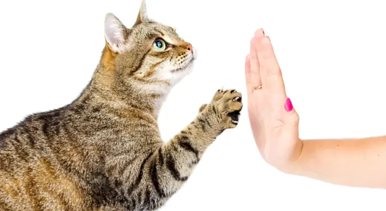 cat high five