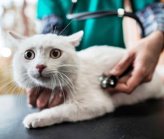 vet visit cat scare