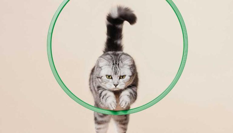 cat jumping through hoop