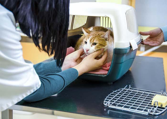 vet visit cat