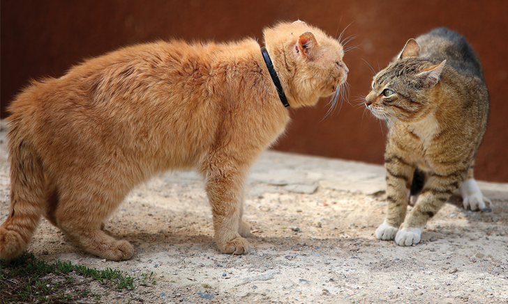 fight between cats