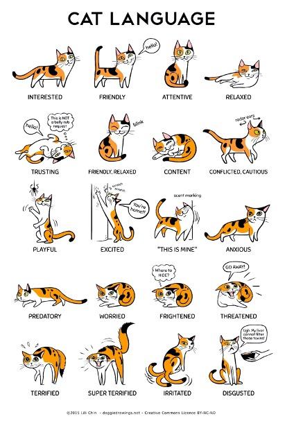 cat body language