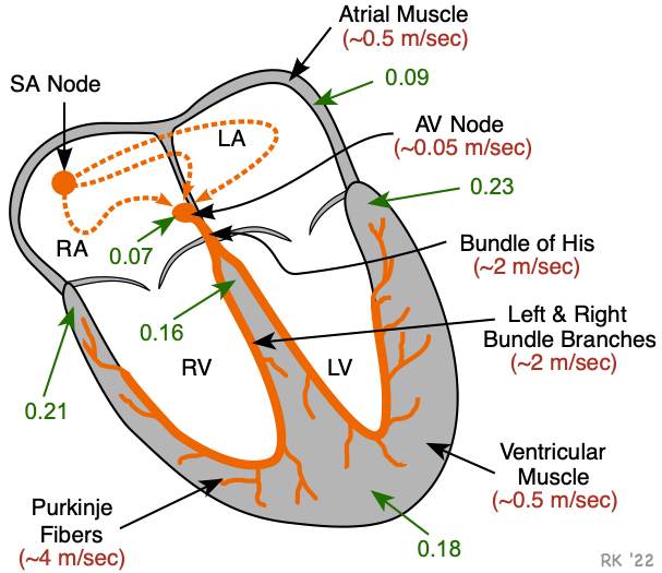 heart conduction system