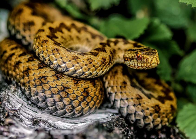 female adder