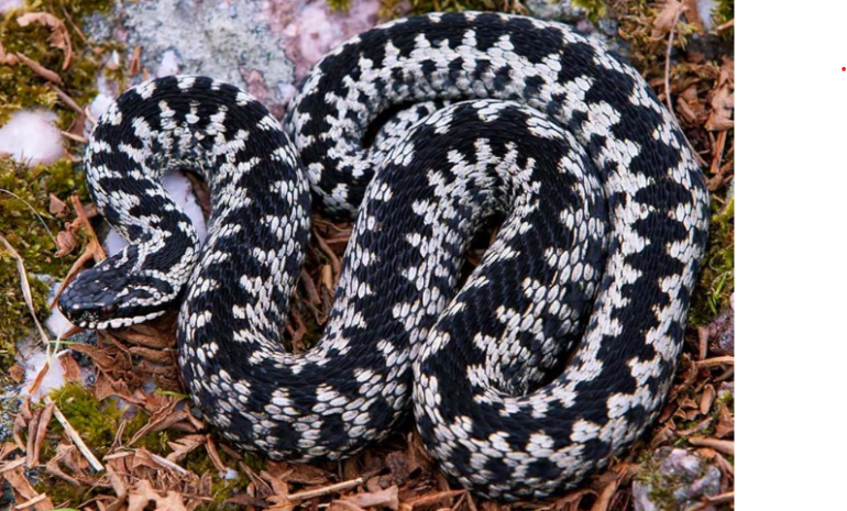 male adder cats