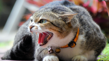 cat aggression