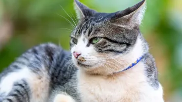 american wirehair cat