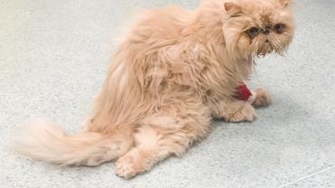 feline aortic thromboembolism silent killer