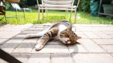 cat heat stroke