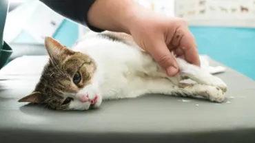 cat fainting