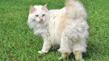 american bobtail cat breed cream