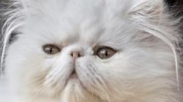 persian cat brachycephalic upper airway obstrucion sydrome