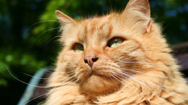 cat bordetella