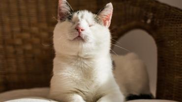 blind cat