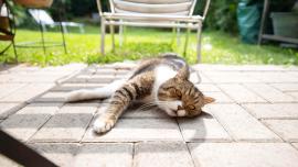 cat heat stroke
