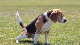 dog with urinary problem straining