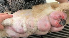 cat mastitis, breast inflammation