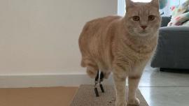 bionic prosthetic cat