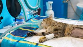 cat anesthesia