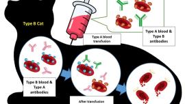 cat blood type