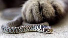 snake bite in cats