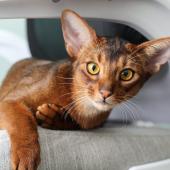 abyssinian cat
