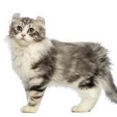 american curl kitten
