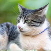 american wirehair cat