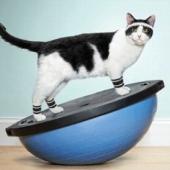 cat exercise