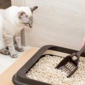 cat litter training