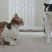 cat fights