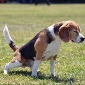 dog with urinary problem straining