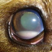 uveitis