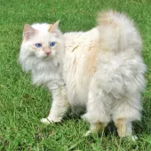 american bobtail cat breed cream