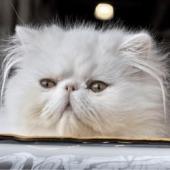 persian cat brachycephalic upper airway obstrucion sydrome