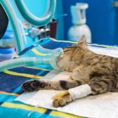 cat anesthesia