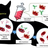 cat blood type