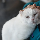 cat skin cancer