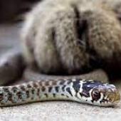snake bite in cats